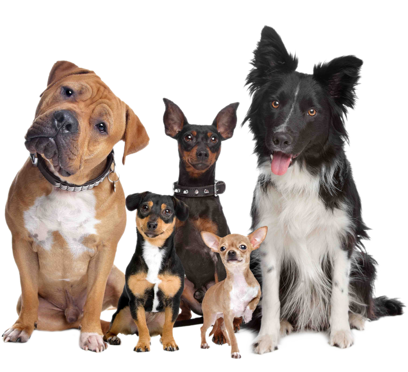 Foto de perros de varias razas