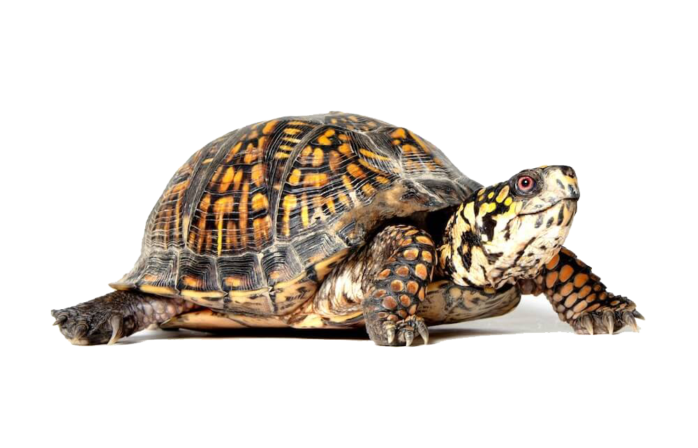 Tortuga de tierra